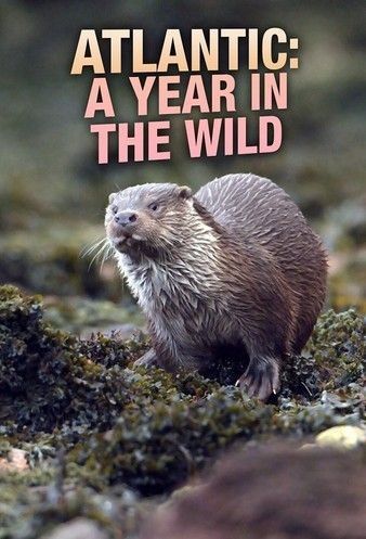 Watch Full TV Series :Atlantic A Year in the Wild (2021)